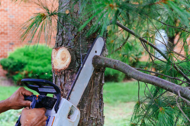 Professional Tree Removal in Creve Coeur, MO